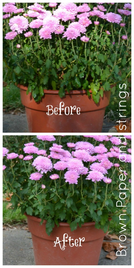 Water Lessons: part one, the chrysanthemum