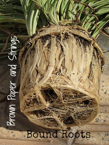 Five Minute Friday: Roots